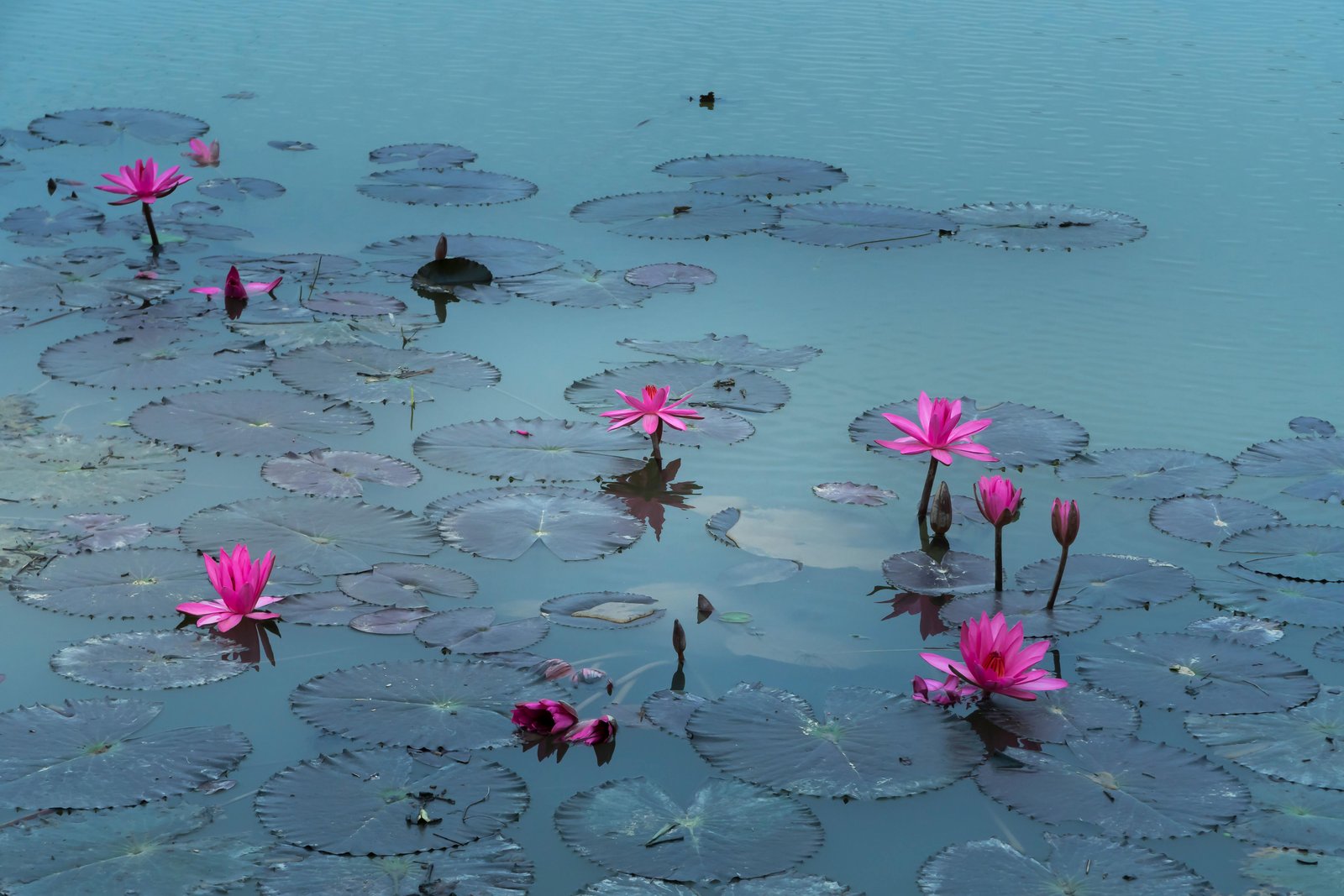 Pink lotus flowers blooming across a tranquil pond
