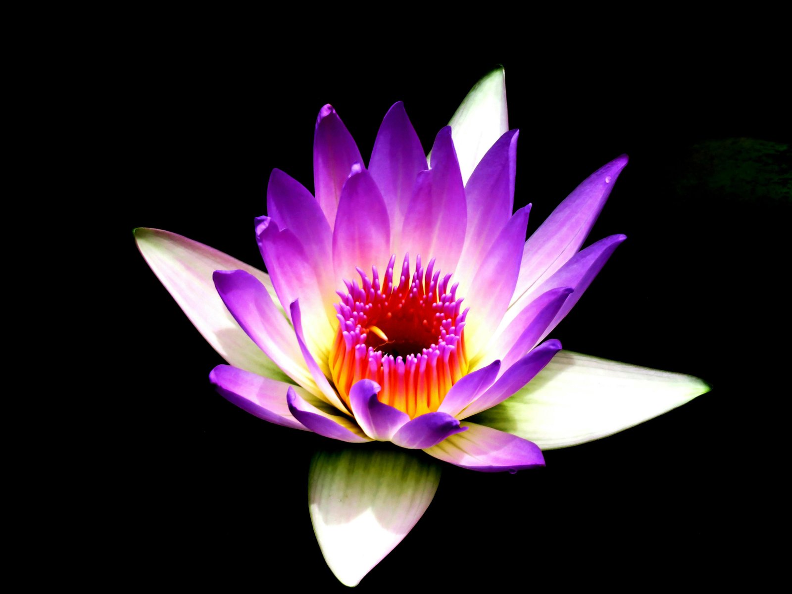 A luminous purple and pink lotus flower in bloom